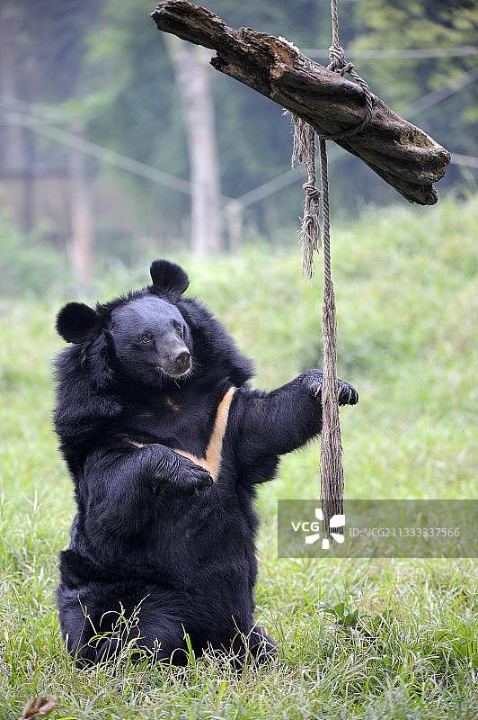 亚洲黑熊，亚洲动物基金会保护区，成都，四川图片素材