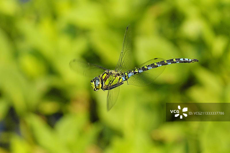 雄性蓝斑晏蜓侧面图图片素材