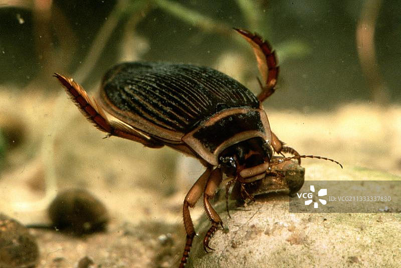 雌性滨鹬龙虱，德国，欧洲图片素材