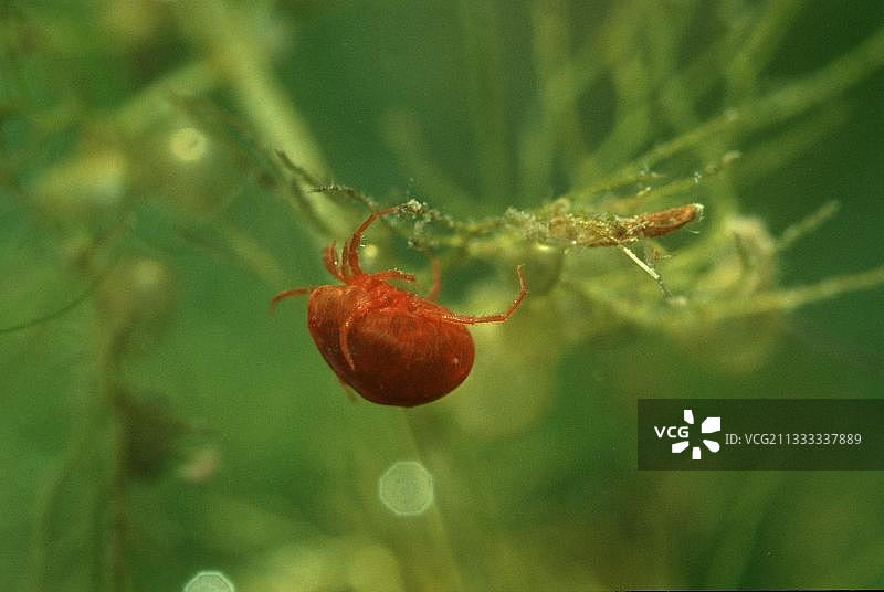 水螨（水螨属）图片素材