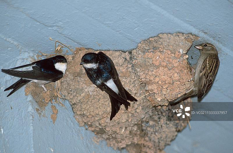 家燕与雌性麻雀在巢穴图片素材