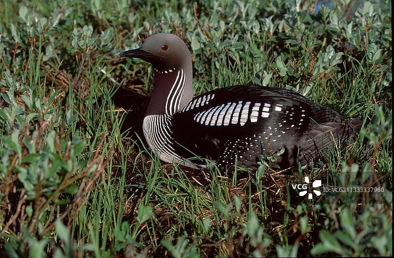 泰梅尔半岛巢中的北极潜鸟图片素材