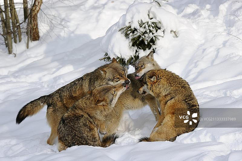 灰狼（Canis lupus）的社会行为图片素材