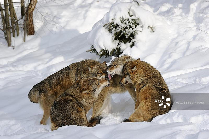 灰狼（Canis lupus）的社会行为图片素材