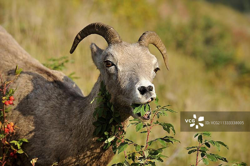 加拿大艾伯塔省贾斯珀国家公园的雌性盘羊图片素材