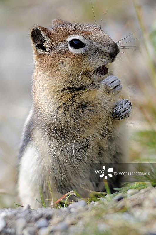 加拿大艾伯塔省班夫国家公园：金背地鼠图片素材