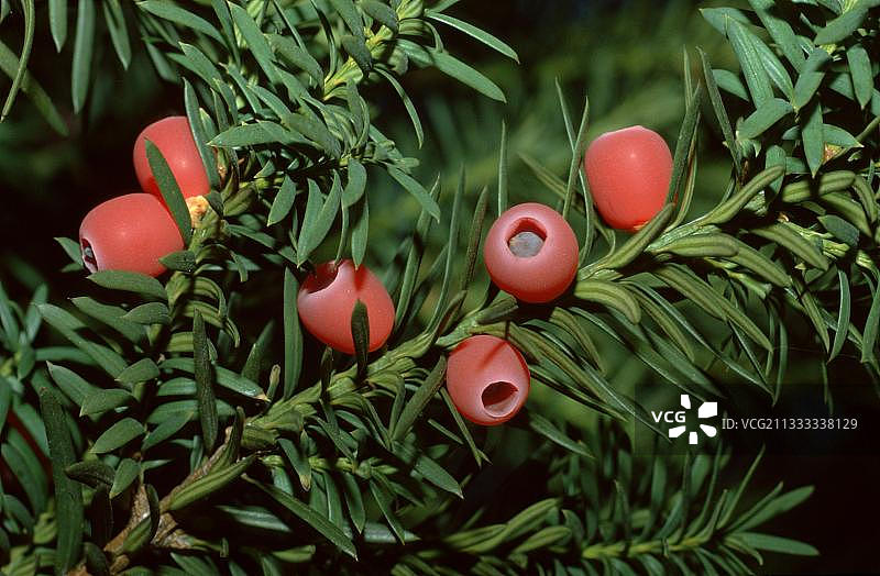 英国红豆杉果实，红豆杉观赏植物，红毒植物，红色景观，水平分枝图片素材