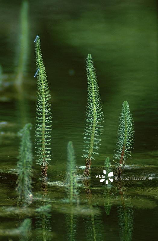 普通杉叶藻，植物，木贼科，竖版图片素材