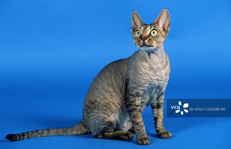 德文卷毛猫图片素材