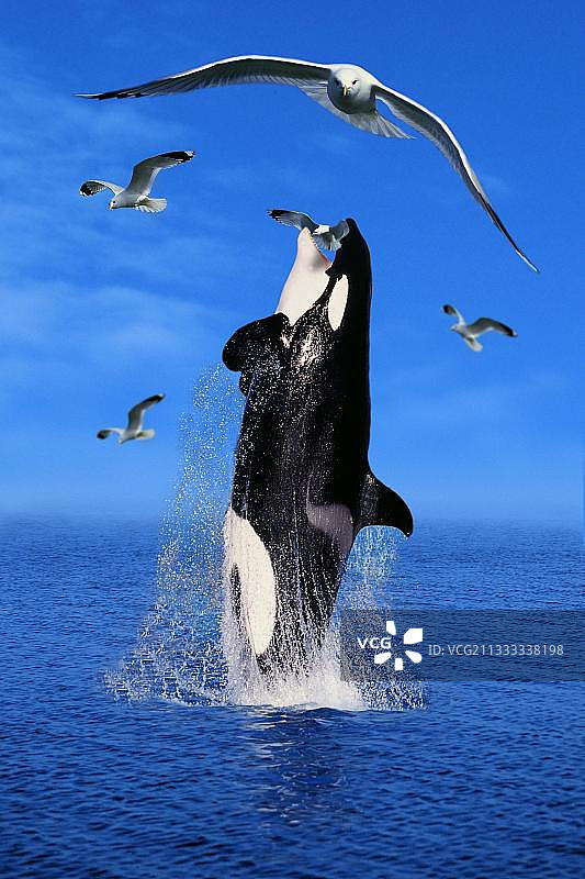 逆戟鲸捕食海鸥图片素材