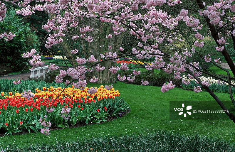 荷兰利瑟的库肯霍夫花园图片素材