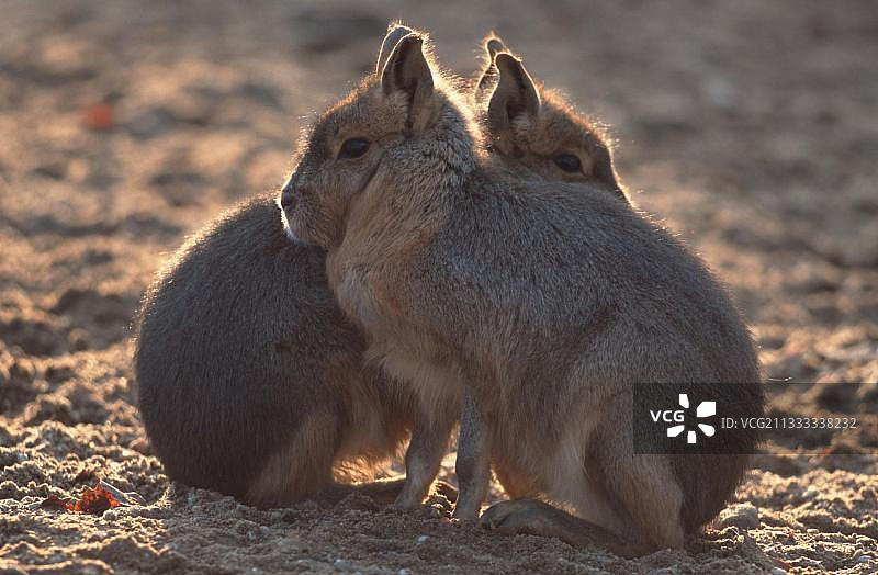 幼年马拉（南美栗鼠）图片素材