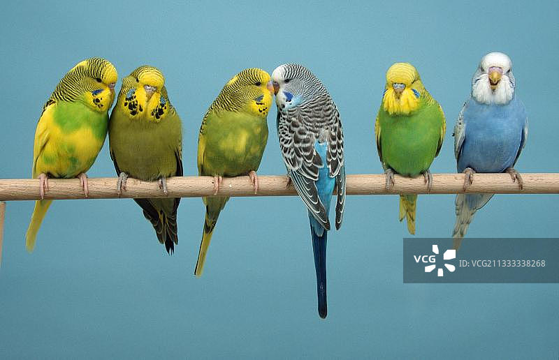 虎皮鹦鹉幼鸟图片素材