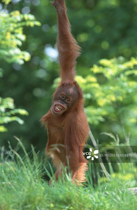 年轻的苏门答腊猩猩图片素材