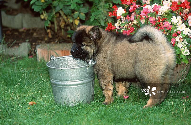 欧亚犬幼犬在花园里图片素材