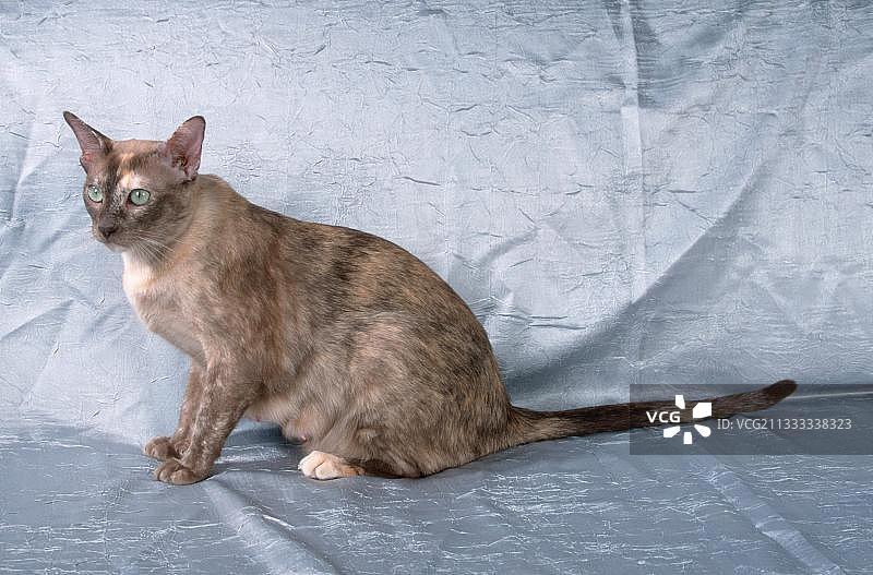 巧克力色玳瑁纹东京猫：短毛家养宠物猫图片素材
