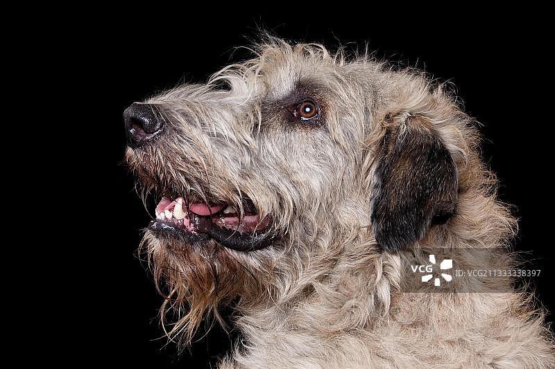 爱尔兰猎狼犬图片素材