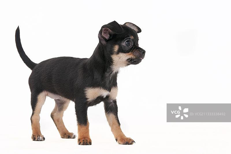 短毛黑棕色吉娃娃幼犬图片素材