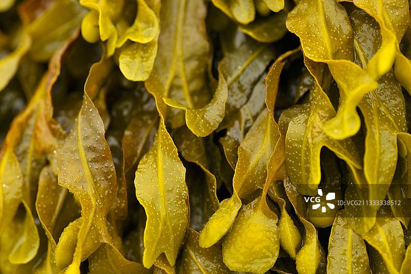 螺旋墨角藻图片素材