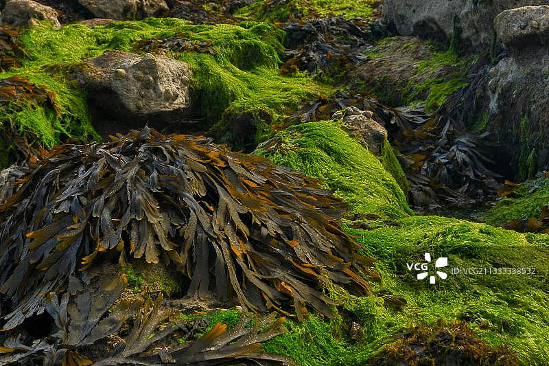 海藻图片素材
