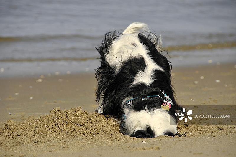 查理士王小猎犬，三色，在荷兰泰克塞尔岛挖掘图片素材