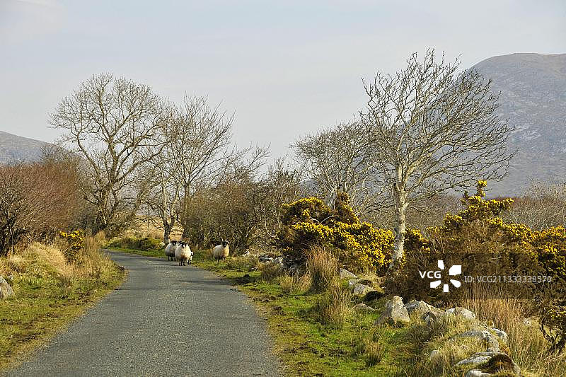 多尼戈尔郡格伦维国家公园道路上的绵羊图片素材