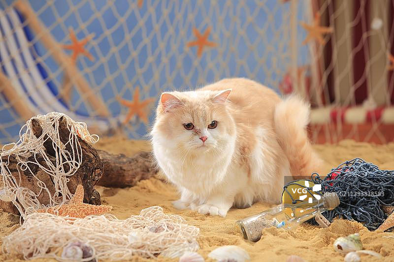 奶油鲭鱼虎斑白色英国长毛猫图片素材