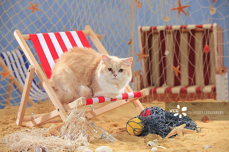 英国长毛猫，奶油鲭鱼虎斑白色图片素材