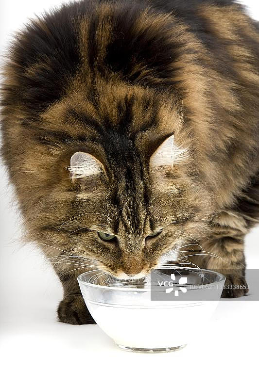 安哥拉家猫：喝牛奶的公猫，白色背景图片素材