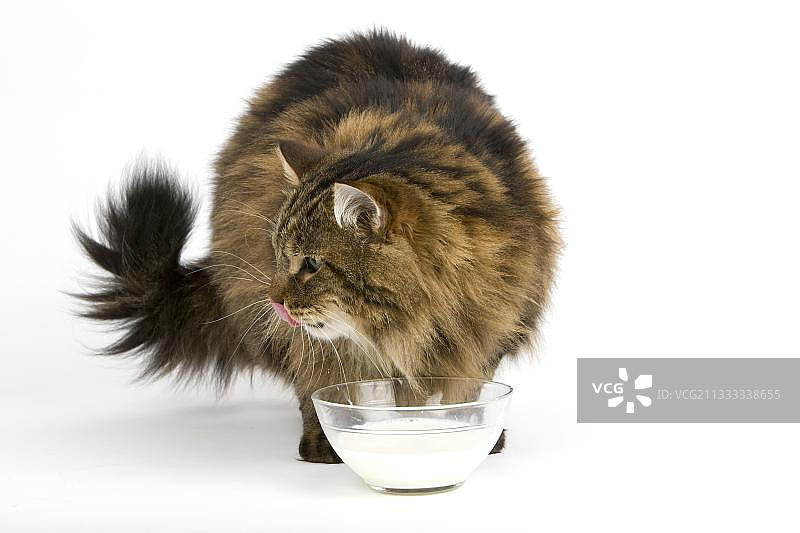 安哥拉家猫：喝牛奶的公猫，白色背景图片素材