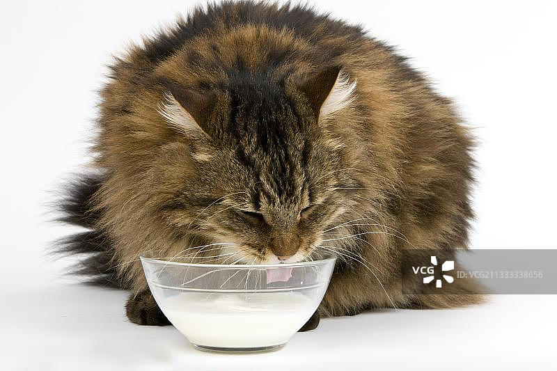 安哥拉家猫：喝牛奶的公猫，白色背景图片素材