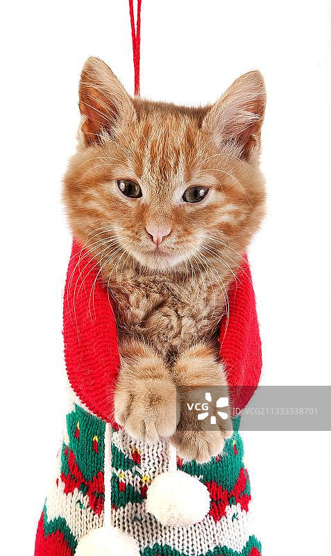 白色背景圣诞袜中的红色虎斑家猫图片素材