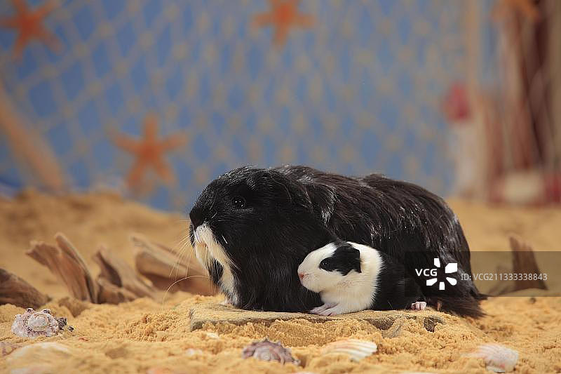 喜乐蒂豚鼠，黑色和白色的小猫，秘鲁丝毛豚鼠图片素材