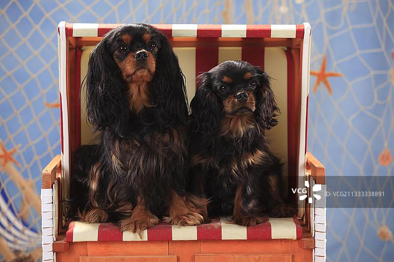 查理士王小猎犬母犬与幼犬（5个月，黑色棕褐色）图片素材