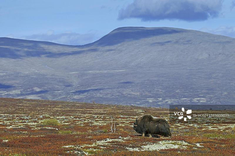 秋季苔原上的雄性麝牛图片素材