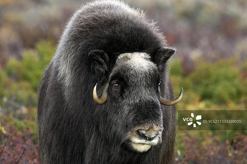 挪威多夫勒山-孙达尔斯费耶拉国家公园秋季苔原上的麝牛肖像图片素材