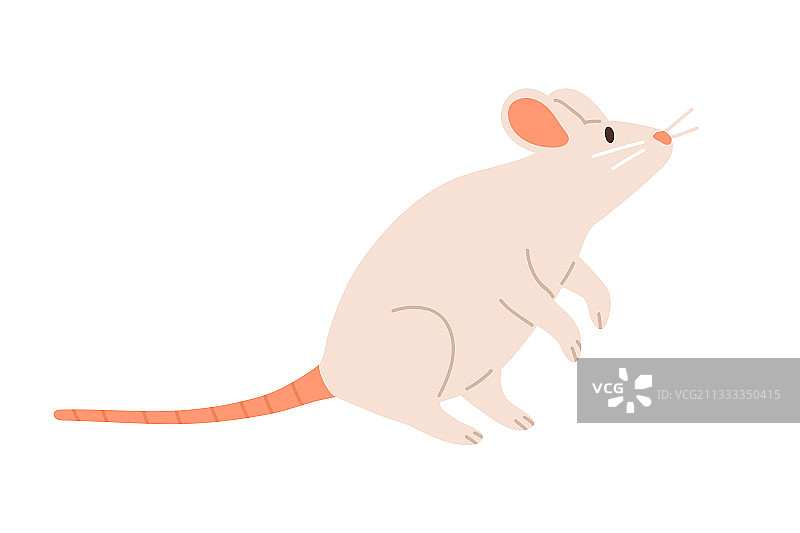 可爱的白色小老鼠后腿站立图片素材