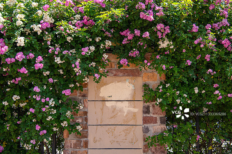 蔷薇花开图片素材