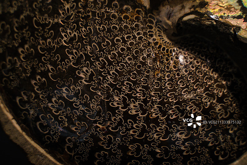 德国鲁尔区博物馆菊石标本局部图片素材