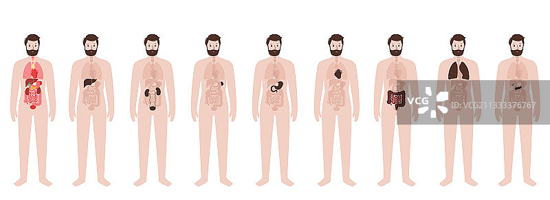 男性身体内部器官图片素材
