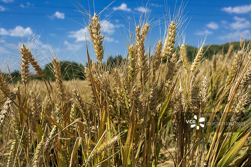 小麦熟了  收割小麦图片素材