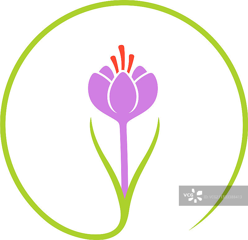 藏红花图片素材