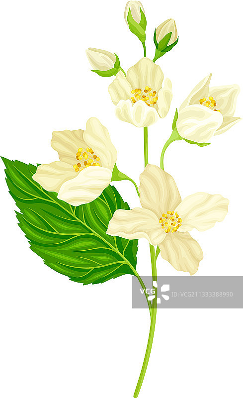 白色茉莉花枝图片素材