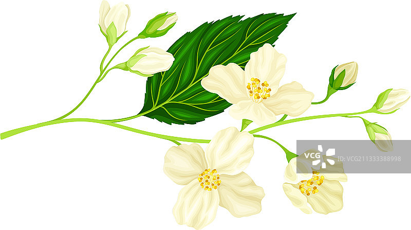 白色茉莉花枝图片素材