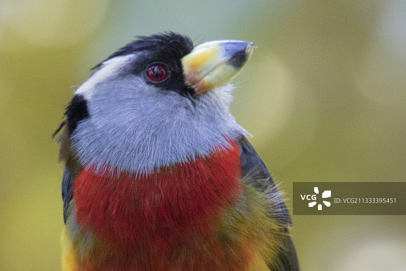 鵎鵣须鴷特写图片素材