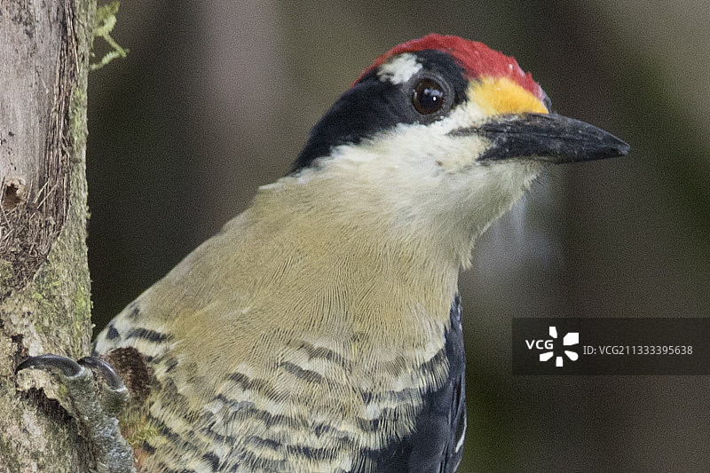黑颊啄木鸟特写图片素材