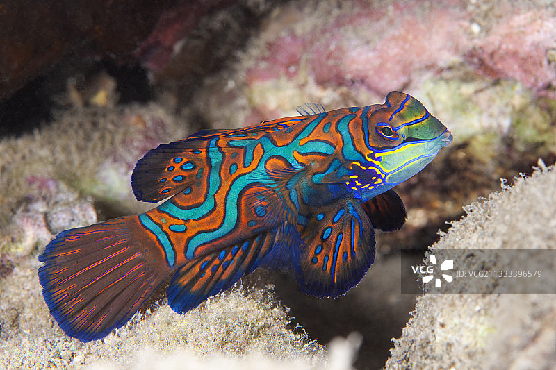 密克罗尼西亚帕劳，交配中的麒麟鱼图片素材