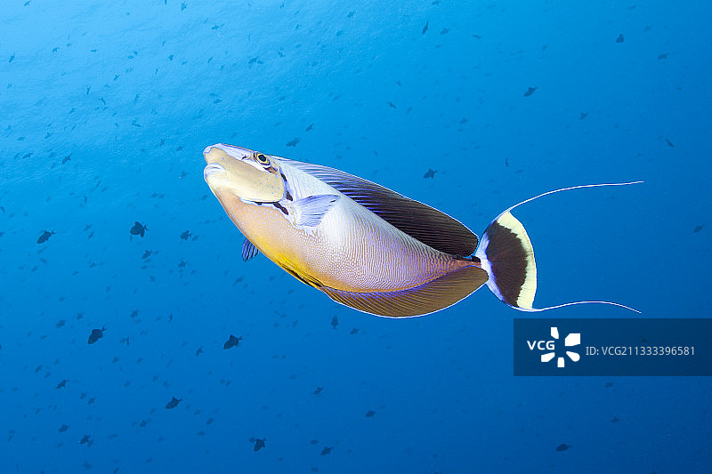 帕劳的大鼻独角鱼图片素材