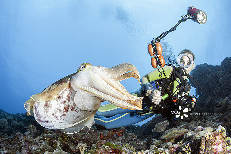 密克罗尼西亚帕劳的潜水员和宽鳍乌贼图片素材
