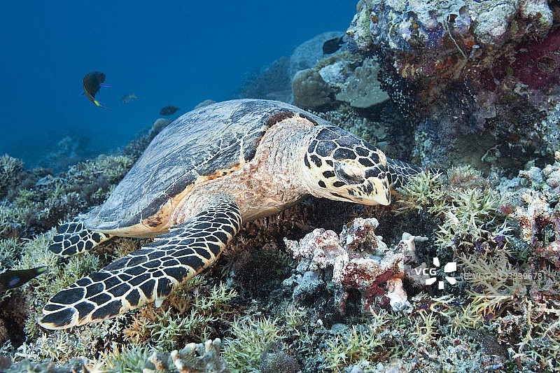 玳瑁正在觅食图片素材